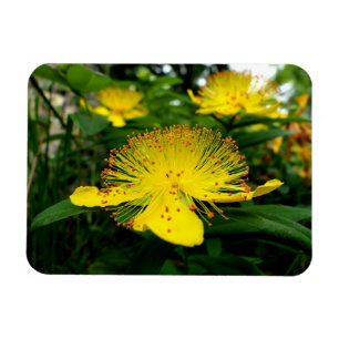 Hypericum calycinum magnet