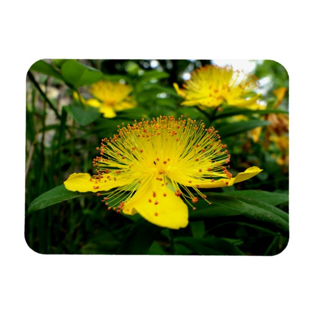 Hypericum calycinum magnet (Horizontal)