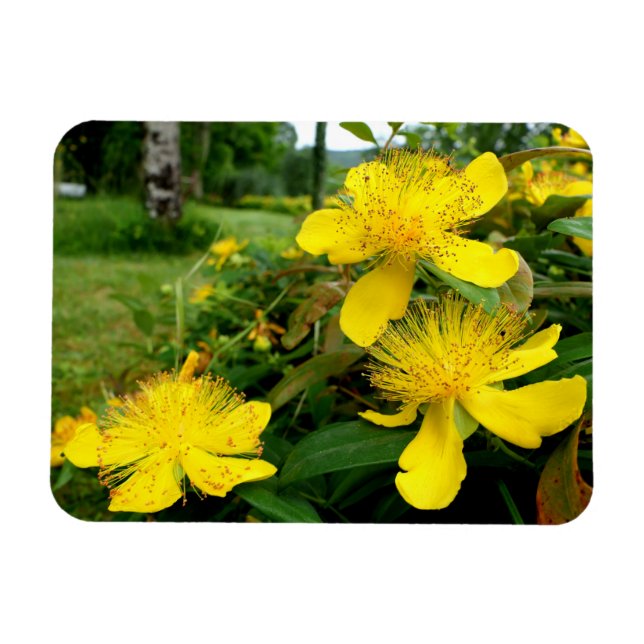 Hypericum calycinum magnet (Horizontal)
