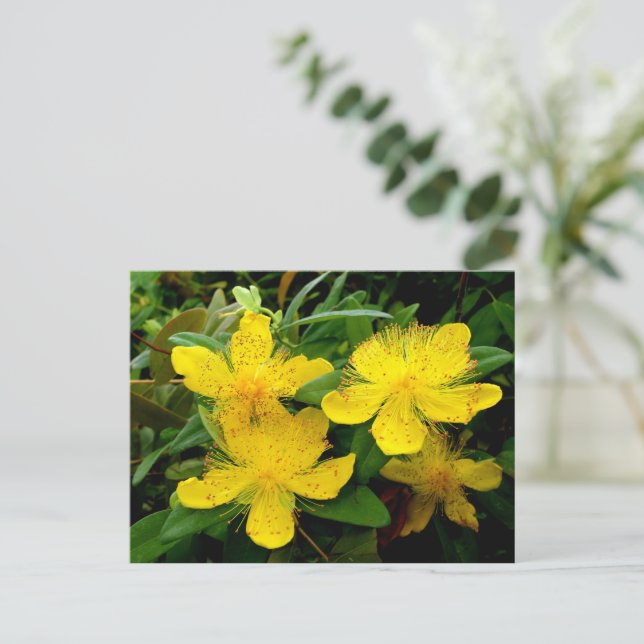 Hypericum calycinum postkarte (Stehend Vorderseite)