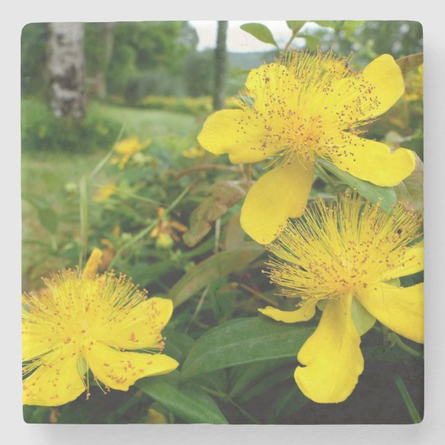 Hypericum calycinum steinuntersetzer (Vorderseite)
