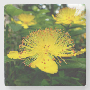 Hypericum calycinum steinuntersetzer