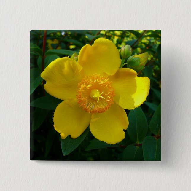 Hypericum Hidcote (Johanniskraut) Button (Vorderseite)