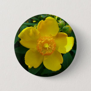 Hypericum Hidcote (Johanniskraut) Button