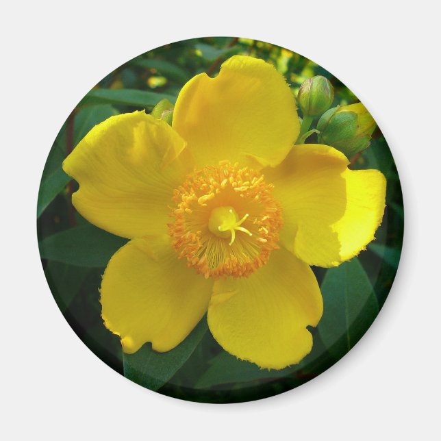 Hypericum Hidcote (Johanniskraut) Magnet (Vorne)