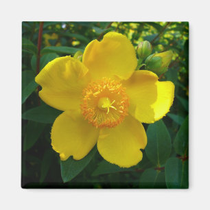 Hypericum Hidcote (Johanniskraut) Magnet