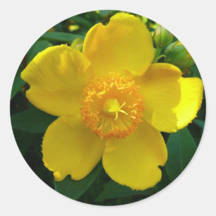 Hypericum Hidcote (Johanniskraut) Runder Aufkleber