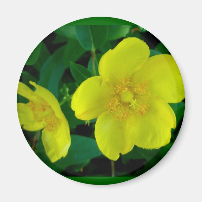 Hypericum Magnet (Vorne)