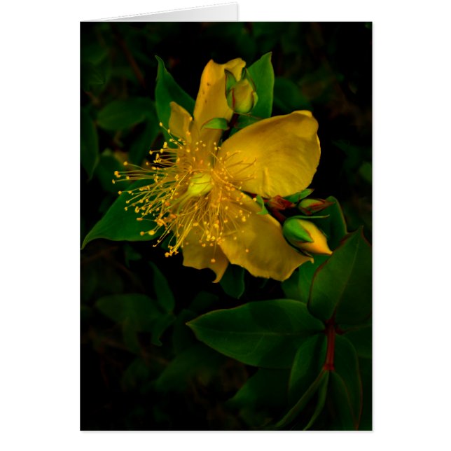 Hypernium (Vorne)