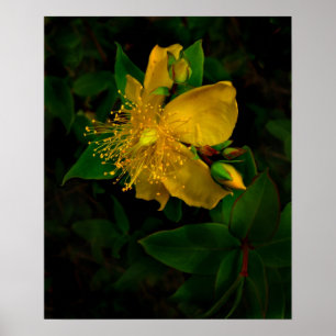 Hypernium-Blume des Geistes Poster