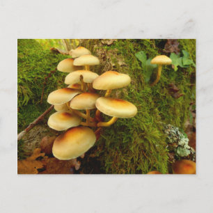 Hypholoma fasciculare Mushroom Postcard Postkarte