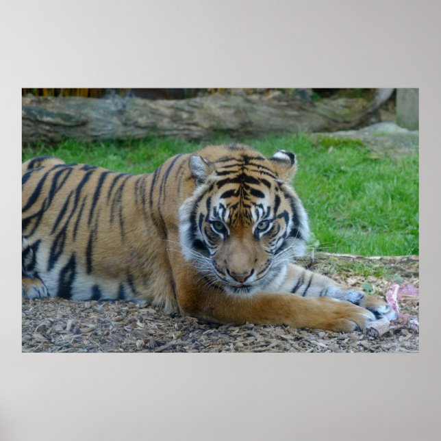 Hypnotischer Tiger Poster (Vorne)