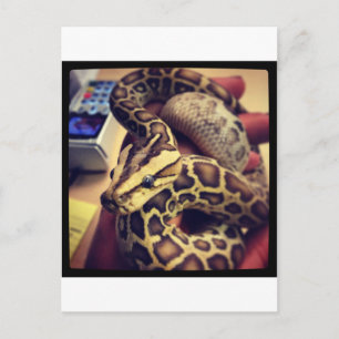 Hypo Baby burmese Python Foto Design. Postkarte