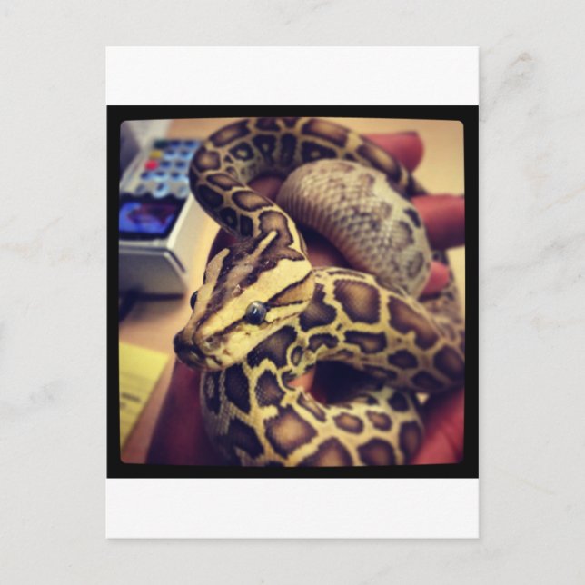 Hypo Baby burmese Python Foto Design. Postkarte (Vorderseite)