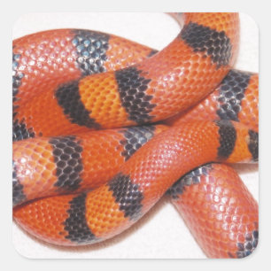 Hypo-honduranische Milch-Schlange Milksnake Quadratischer Aufkleber