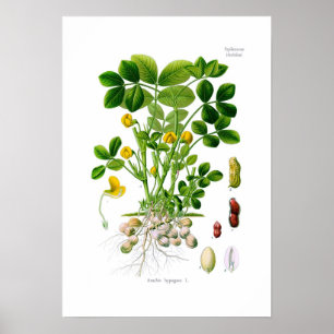 Hypogae Arachis (Erdnuss) Poster