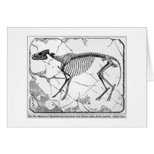 Hyracotherium venticolum Kunstkarte