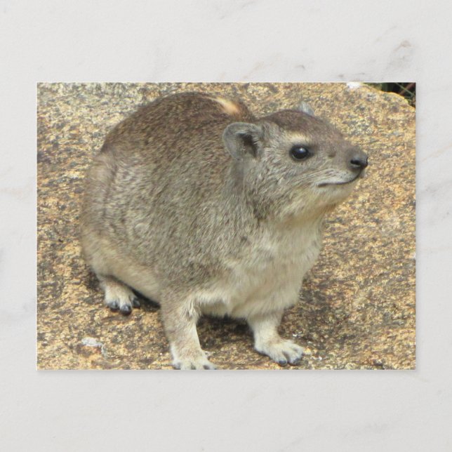 Hyrax Postkarte (Vorderseite)