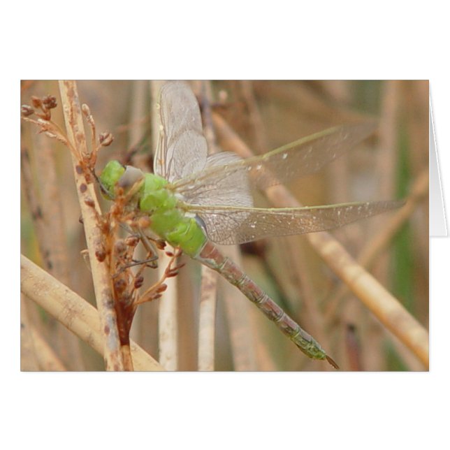 I1 Green Dragonfly (Vorderseite (Horizontal))