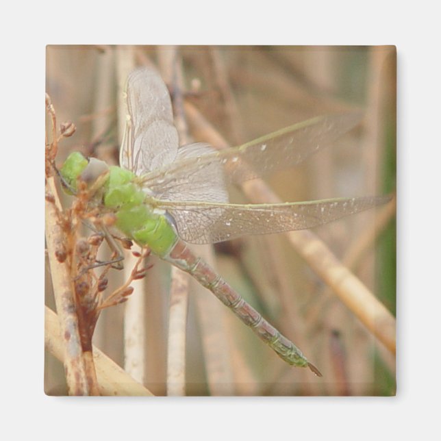 I1 Green Dragonfly Magnet (Vorne)