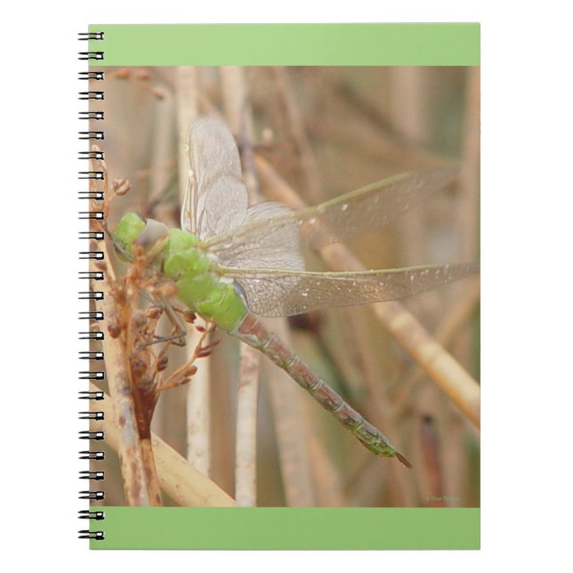 I1 Green Dragonfly Notizblock (Vorderseite)