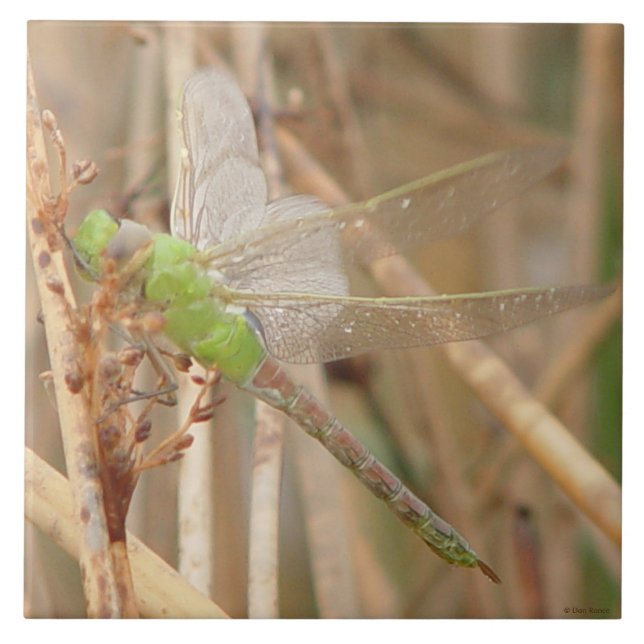 I1 Grüne Libelle Fliese (Vorderseite)
