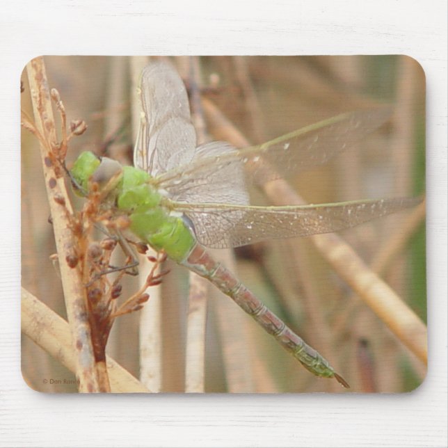 I1 Grüne Libelle Mousepad (Vorne)