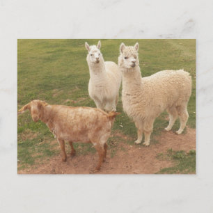 I am sure YOU ALL are SMILING looking at them Postkarte