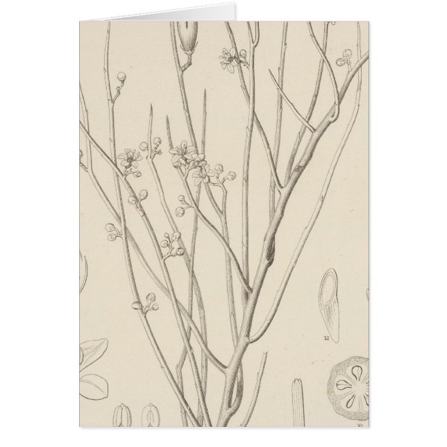 I Canotia holacantha (Vorne)