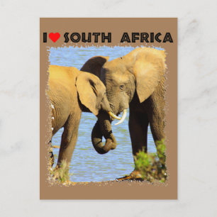 I Heart South Africa elephants in love Postkarte
