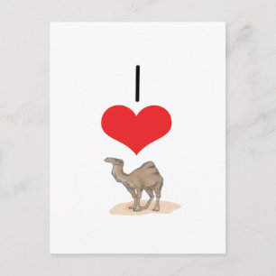 I Herz (Liebe) Kamele Postkarte