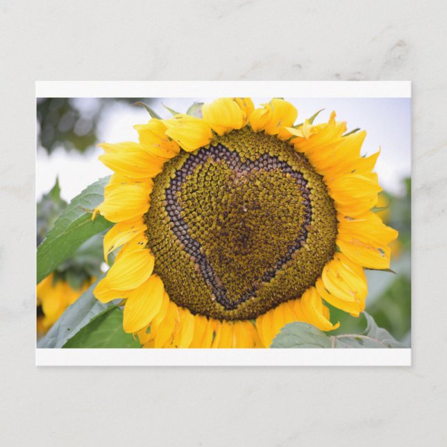 I Herz-Sonnenblume Postkarte (Vorderseite)