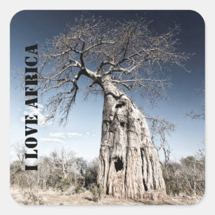 I Liebe Africa Baobab Tree Foto Quadratischer Aufkleber