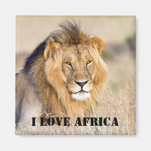 I Liebe Afrika Majestic lion Foto Magnet