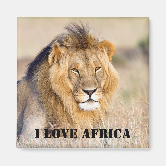 I Liebe Afrika Majestic lion Foto Magnet (Vorne)