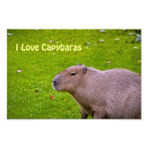 I Liebe Capybaras Foto Erweiterung
