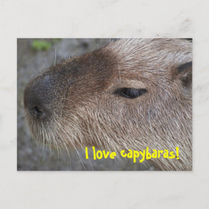 I Liebe Capybaras Postkarte