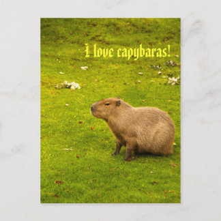 I Liebe Capybaras Postkarte
