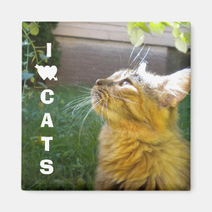I Liebe Cats Magnet