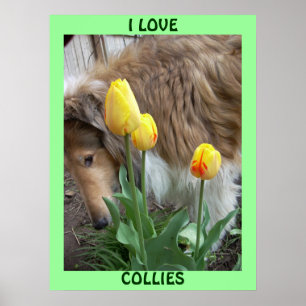 I LIEBE COLLIESE POSTER