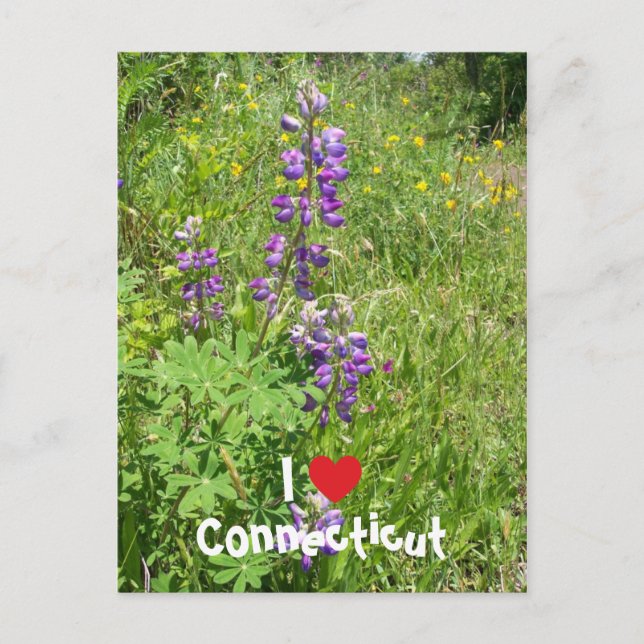 I Liebe Connecticut Postkarte (Vorderseite)