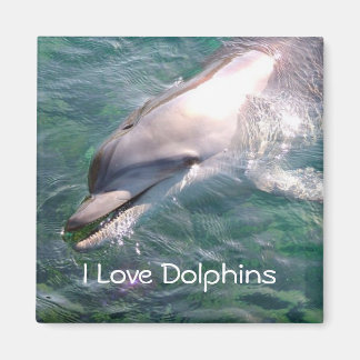I Liebe Dolphins Magnet