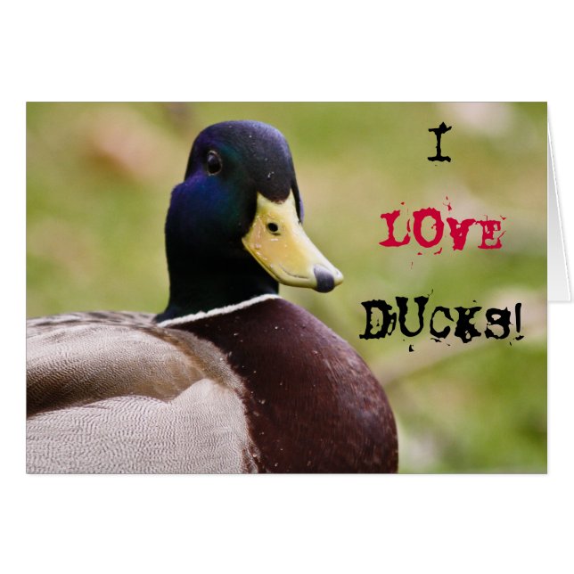 I Liebe Ducks Card (Vorderseite (Horizontal))