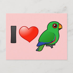 I Liebe Eclectus parrots (männlich) Postkarte