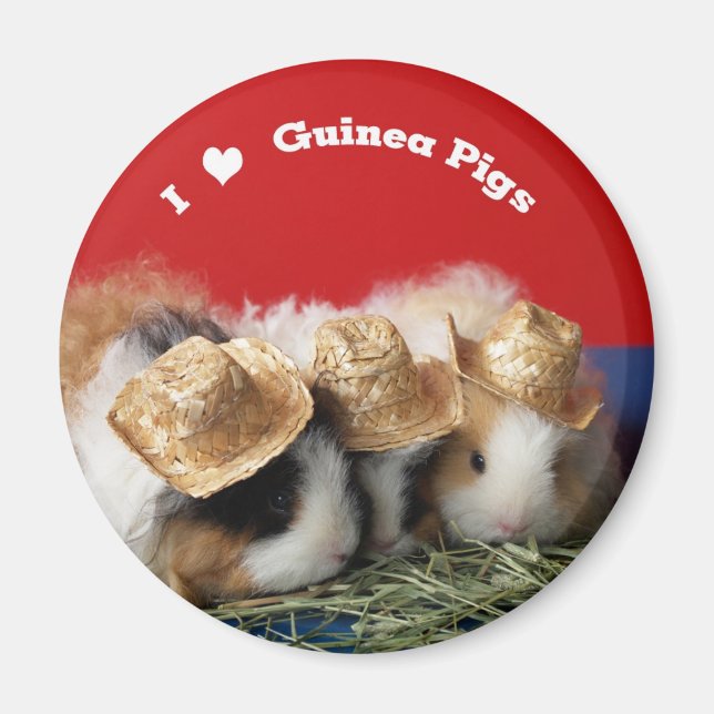 I Liebe Guinea Pigs Magnet (Vorne)