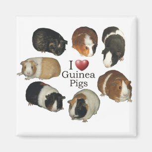 I Liebe Guinea Schweine Magnet