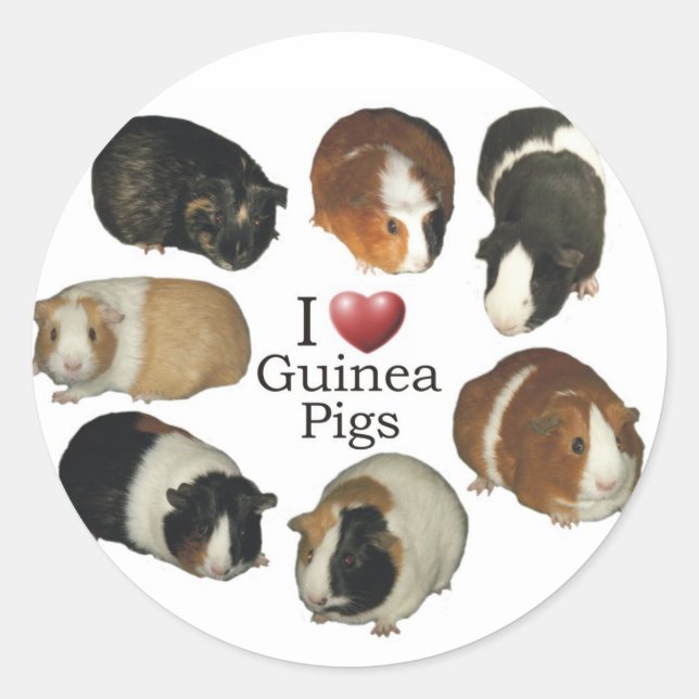 I Liebe Guinea Schweinekleber Runder Aufkleber (Vorderseite)