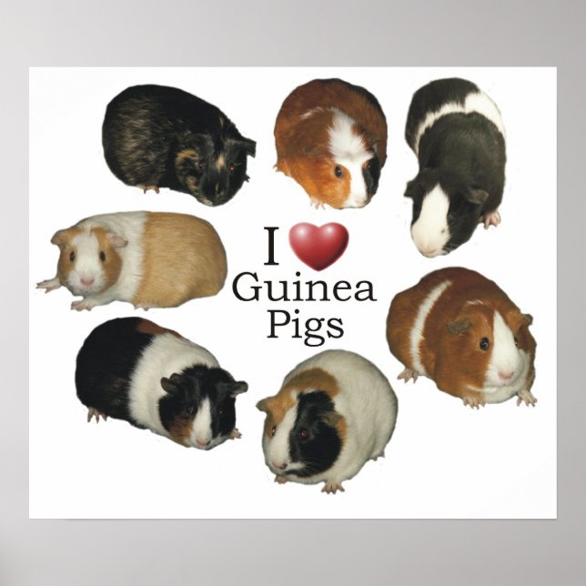 I Liebe Guinea Schweineplakat Poster (Vorne)