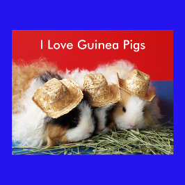 I Liebe Guinea Schweineplakat Poster