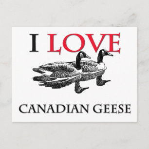 I Liebe Kanadischer Gänse Postkarte